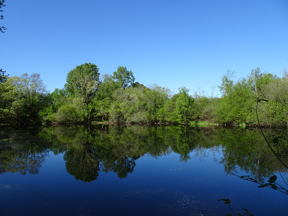 Etangs de la Briqu�terie