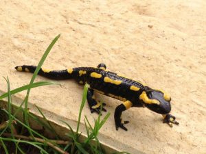 Salamandre Salamandre